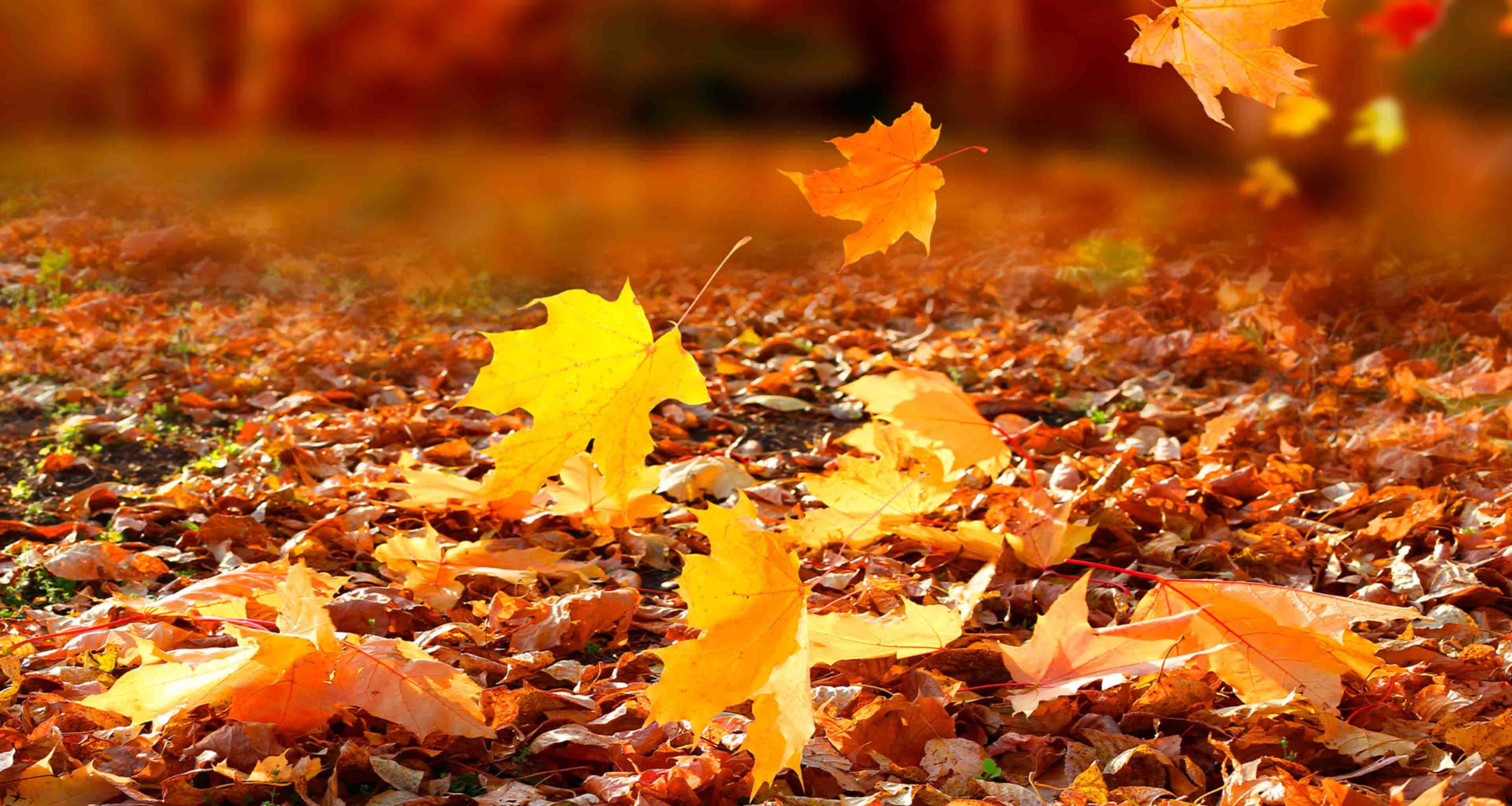 Miljonlotteriets bingospel Höstbingo