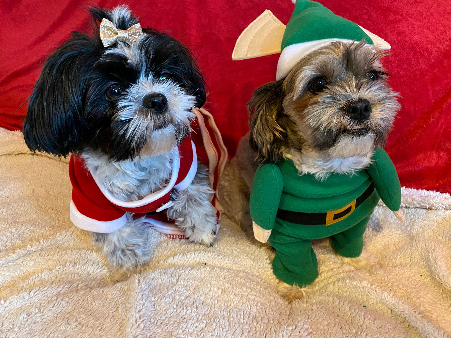 Hundar i juldräkter som vann fototävling hos Miljonlotteriet.