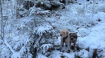 hundar på julig promenad