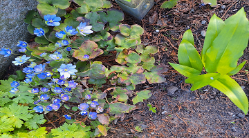 Blommor från Britt-Marie