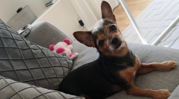 hund miljonlotteriet