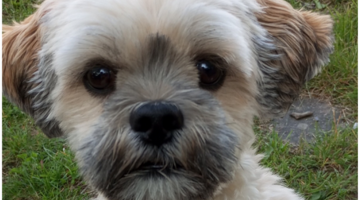 Bild på en hund som sitter på gräset