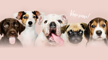 Rosa bakgrund med fem olika hundar på med texten vov vov!