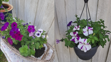 Blommor från trädgården