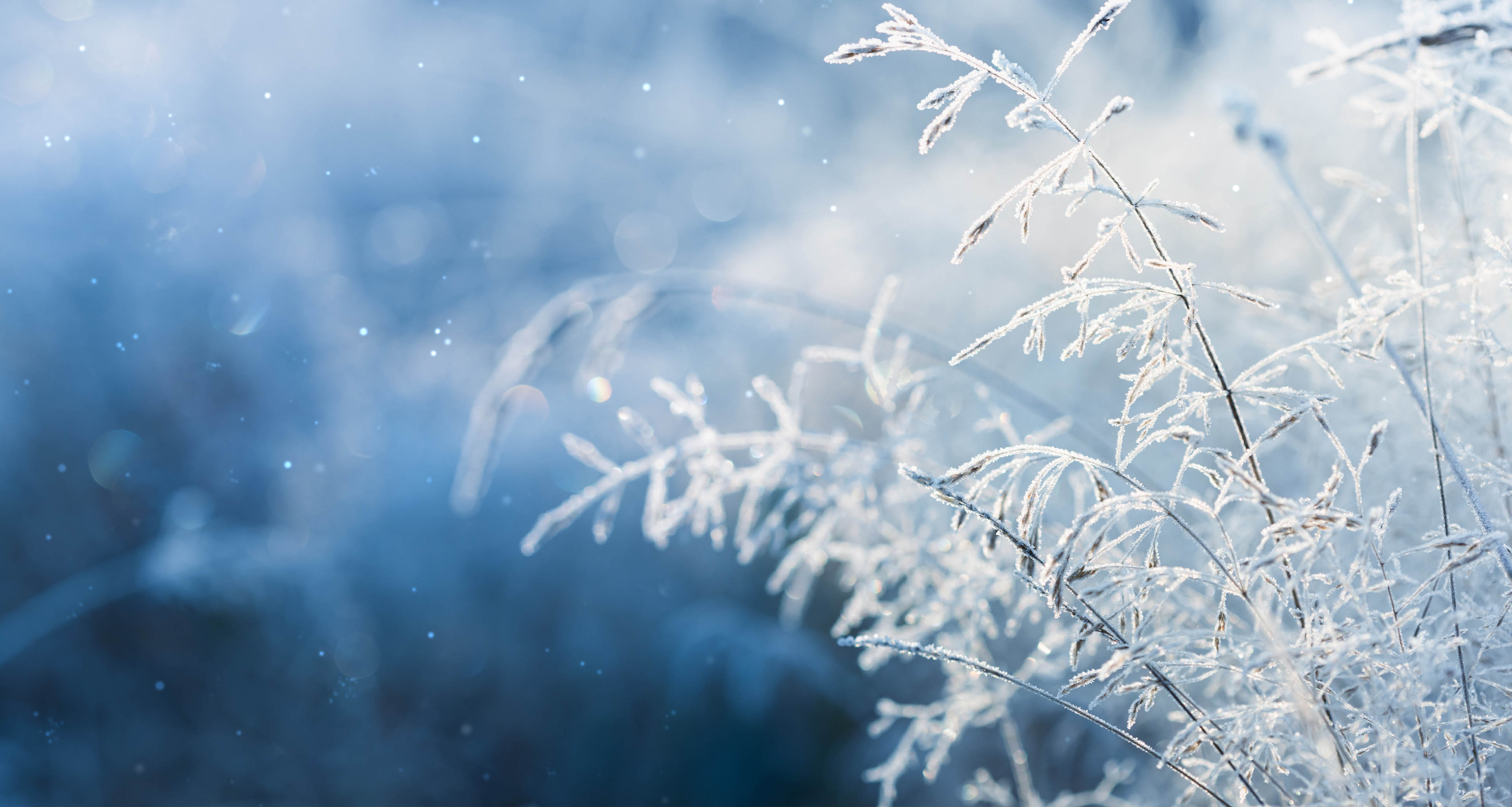 Vit jul Miljonlotteriet