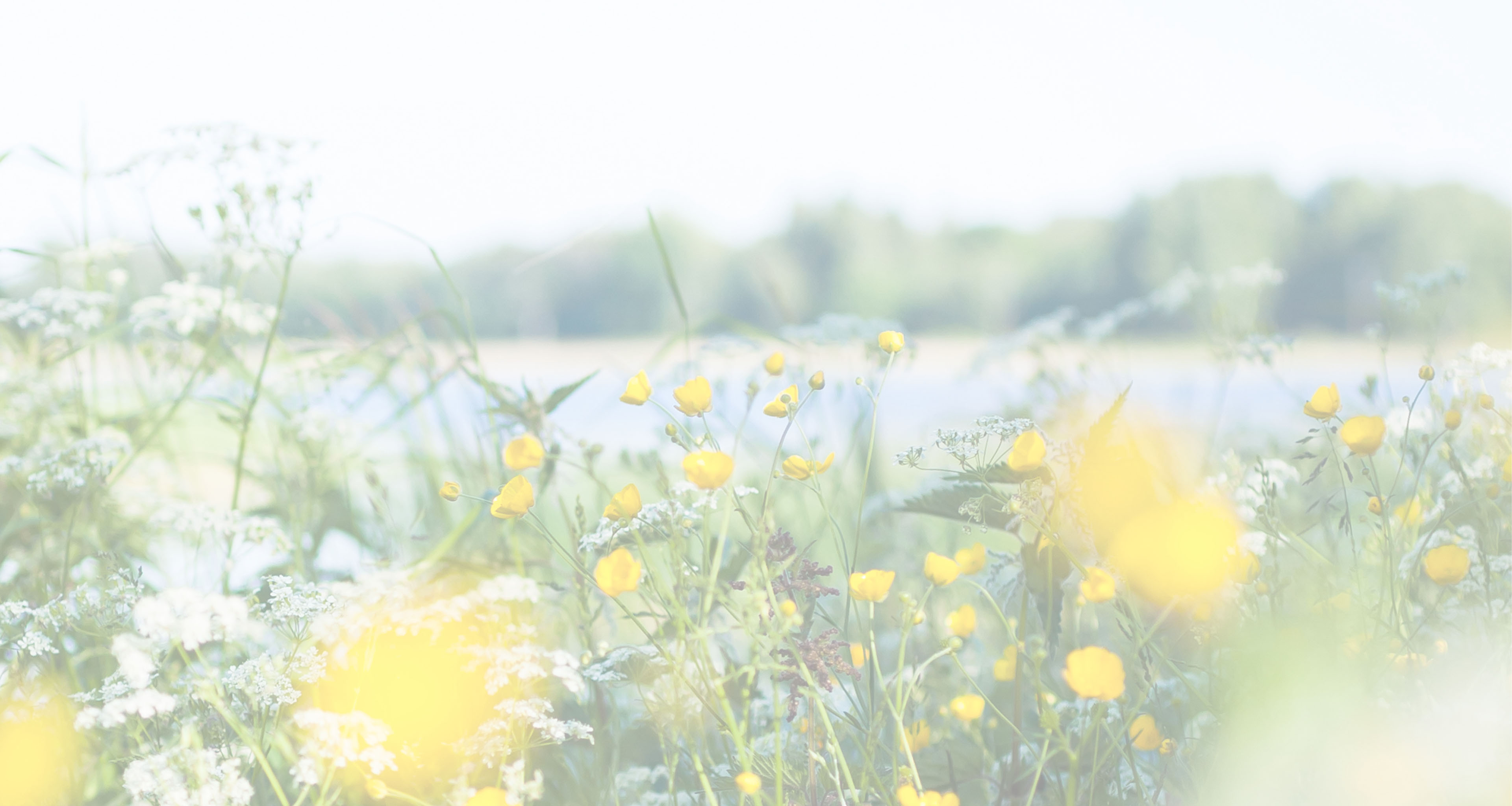 Somrig, blommig bakgrund.