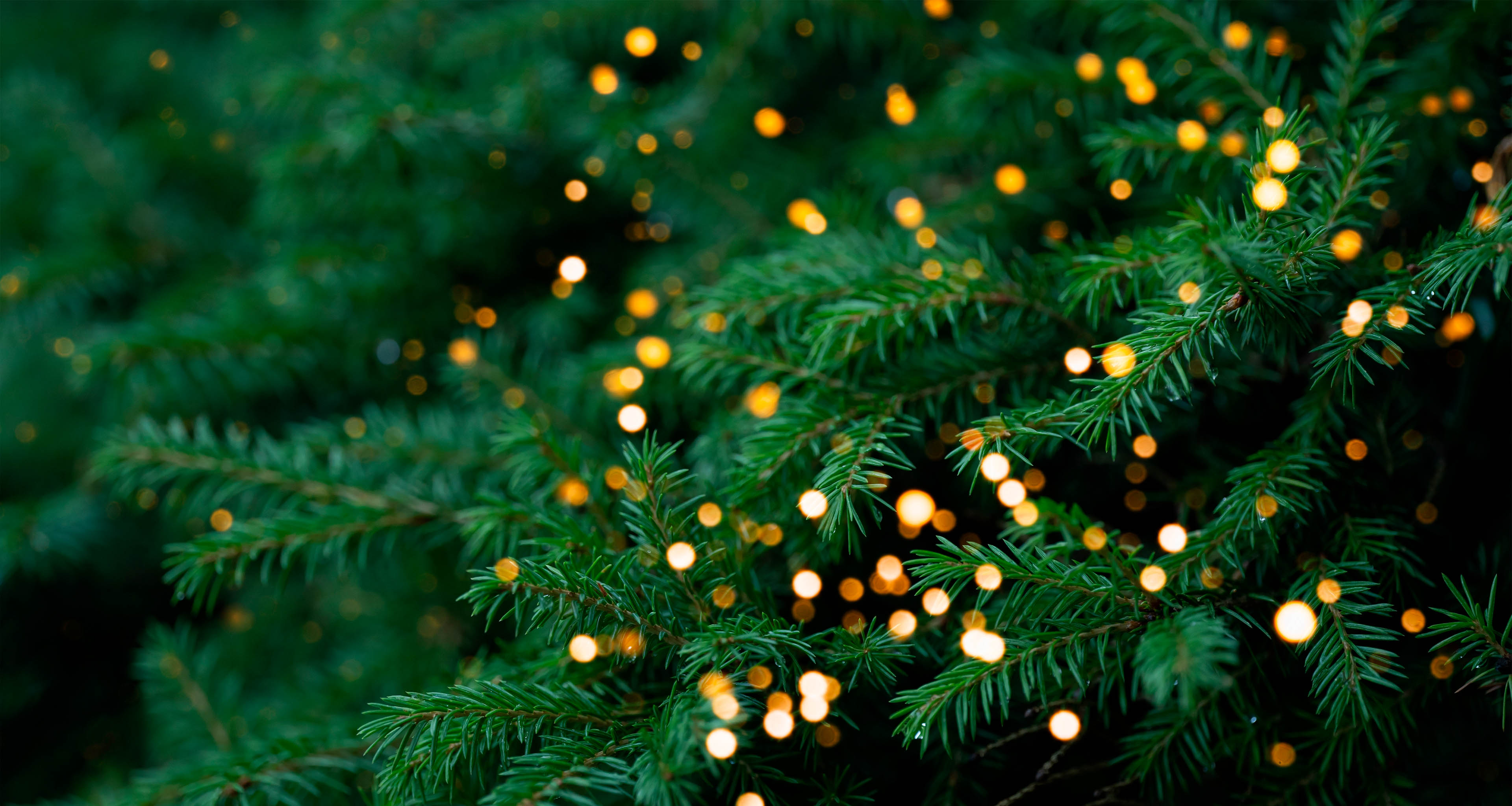 Bakgrund med julgran