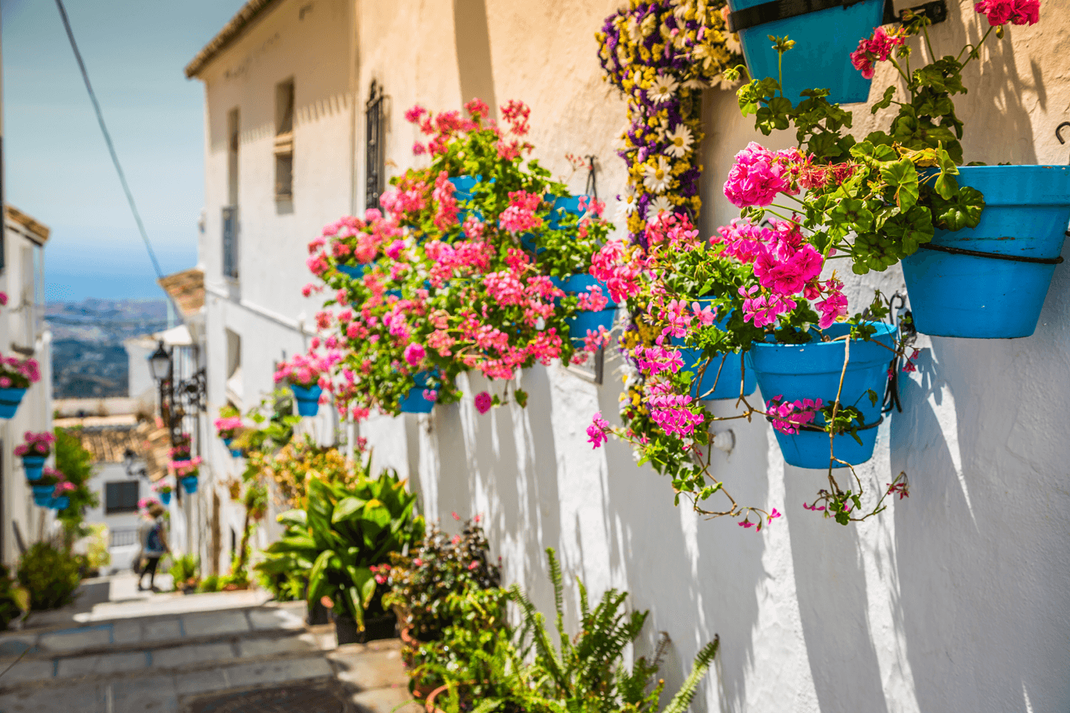 Vackra blommor i Spanien