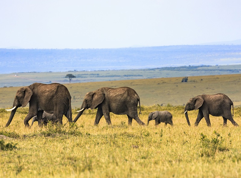 Hos Miljonlotteriet kan du vinna en drömresa till savannen i afrika